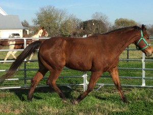 Gulliver after rehabilitation.